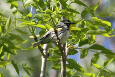 Yellow-throated Warbler 2010-05-08