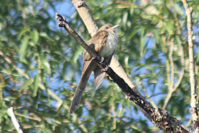 Black-billed Cuckoo 2010-06-15