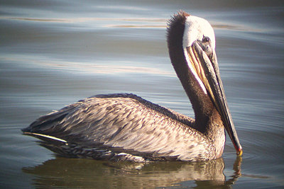Brown Pelican 2010-06-09