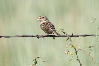 Grasshopper Sparrow 2010-07-31