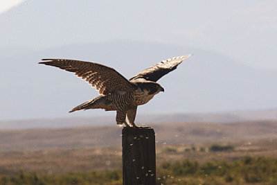 Peregrine Falcon 2010-09-04