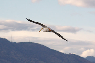 American White Pelican 2010-10-31