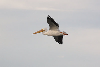 American White Pelican 2010-10-31