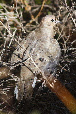Mourning Dove 2010-10-03