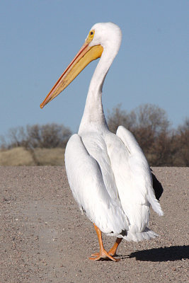 American White Pelican 2010-11-28