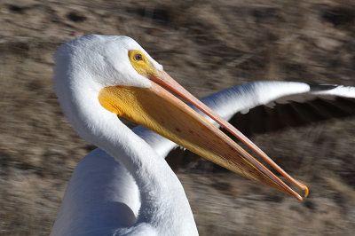 American White Pelican 2010-11-28