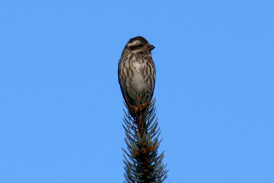 Purple Finch 2007-12-16