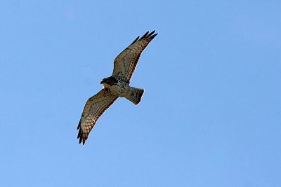 Broad-winged Hawk 2007-11-04