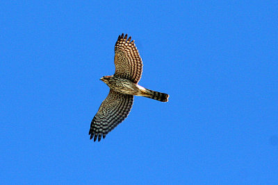 Cooper's Hawk 2007-11-02