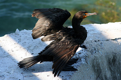 Double-crested Cormorant 2007-11-06