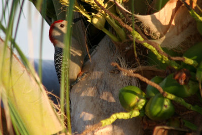 Red-bellied Woodpecker 2007-11-07