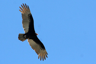 Turkey Vulture 2007-11-02