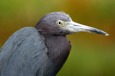 Little Blue Heron 2007-10-12