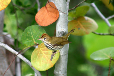 Ovenbird 2007-10-26