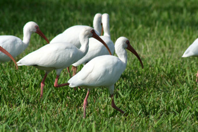 White Ibis 2007-10-06