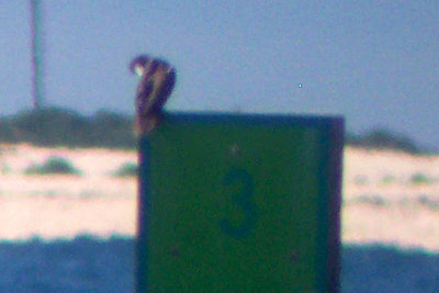 Brown Booby 2007-09-27