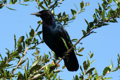 Boat-tailed Grackle 2007-09-14