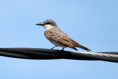 Gray Kingbird 2007-09-20