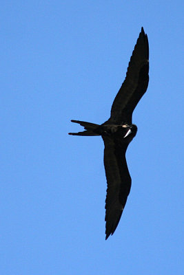 Magnificent Frigatebird 2007-09-16
