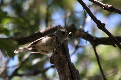 Black-crested Titmouse 2007-08-22