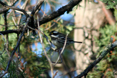 Black-throated Gray Warbler 2007-08-23