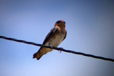 Cave Swallow 2007-08-23