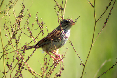 Henslow's Sparrow 2007-08-04