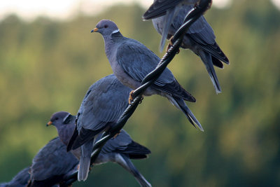 Band-tailed Pigeon 2007-07-04