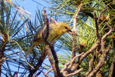 Hepatic Tanager 2007-07-03