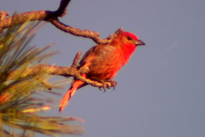 Hepatic Tanager 2007-07-03