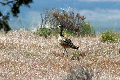 Long-billed Curlew 2007-06-02