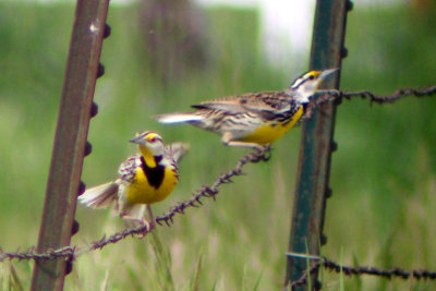Eastern Meadowlark 2007-05-23
