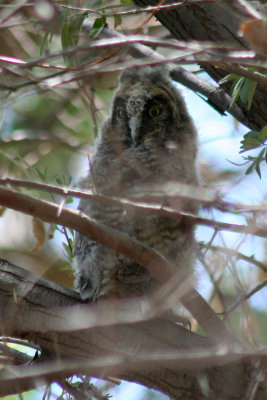 Long-eared Owl 2007-05-12