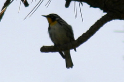 Yellow-throated Warbler 2007-05-04