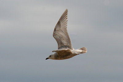 Iceland Gull 2007-04-16