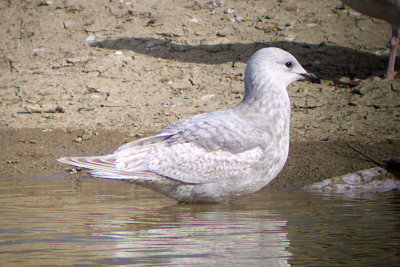 Iceland Gull 2007-04-16