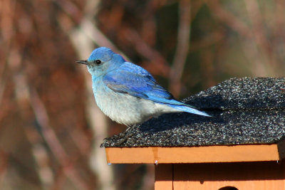 Mountain Bluebird 2007-04-26