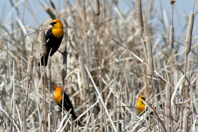 Yellow-headed Blackbird 2007-04-17