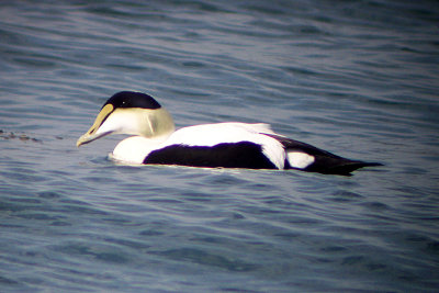 Common Eider 2007-03-03