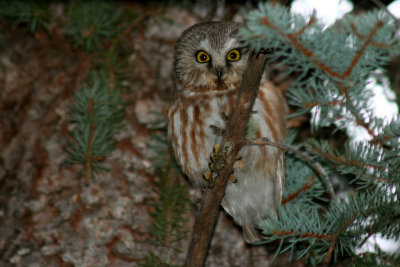 Northern Saw-whet Owl 2007-03-22