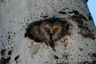 Northern Saw-whet Owl 2007-03-26