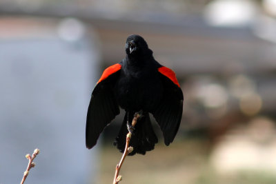 Red-winged Blackbird 2007-03-22
