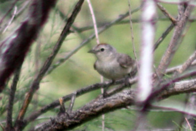 Lucy's Warbler 2011-06-17
