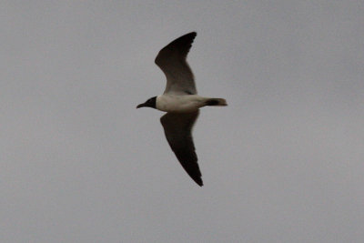 Laughing Gull 2011-07-12 