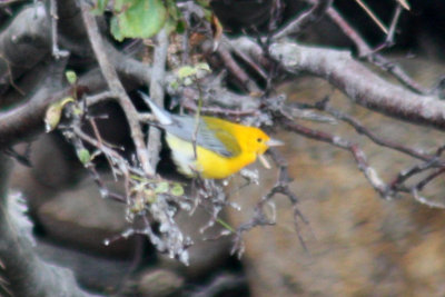 Prothonotary Warbler 2011-09-17