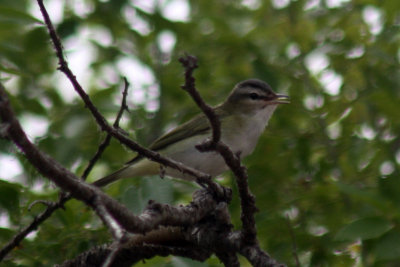 Red-eyed Vireo 2011-09-07