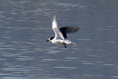 Arctic Tern 2011-10-19