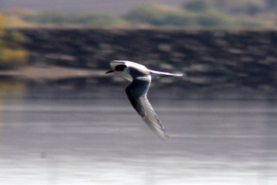 Arctic Tern 2011-10-19