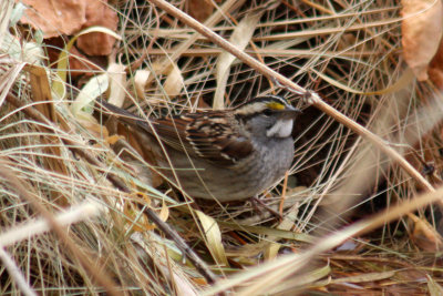 White-throated Sparrow 2011-11-19