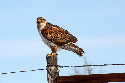 Ferruginous Hawk 2011-12-26